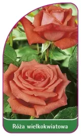 etykiety-do-roslin-roza-wielkokwiatowa-nr-219