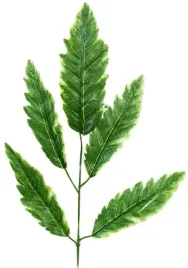 zielona-galazka-z-listkami-55cm-lisc-liscie-stroik