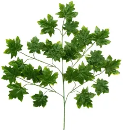 galazka-klonu-klon-ciemnozielone-lisc-liscie-70-cm
