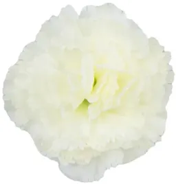 gozdzik-kremowy-ecru-glowka-sztuczny-kwiat-9-cm