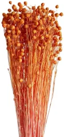 len-pomaranczowy-40-cm-klosy-peczek-susz-naturalny