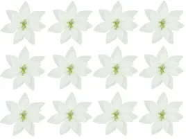 gwiazda-betlejemska-ecru-krem-14cm-poinsecja-12szt