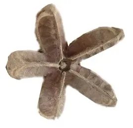 twarda-lupina-kwiat-wild-orange-luska-6-9-cm-susz