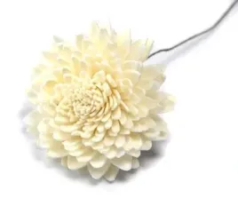 shola-kwiat-5cm-kwiatek-szola-kwiatki-sola-susz