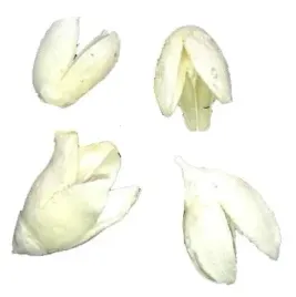 bakuli-luski-bielone-lupiny-4-szt-susz-egzotyczny