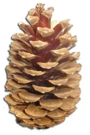 szyszka-gigant-14-18-cm-sosna-szyszki-dekor-swieta