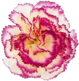 gozdzik-fioletowy-ecru-glowka-sztuczny-kwiat-9-cm