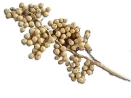 galazka-pieprzu-pieprz-naturalny-galazki-susz-deko