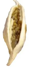 brachytion-wybielany-groch-strak-susz-egzotyczny