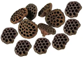 lotos-naturalny-xxxl-10-cm-12-sztuk-lotosy-susz