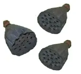 lotos-mini-naturalny-3-szt-lotosy-susz-egzotyczny
