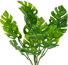 galazka-zielona-philodendron-filodendron-40-cm-x5