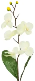 kremowy-ecru-storczyk-orchidea-galazka-lisc-78-cm