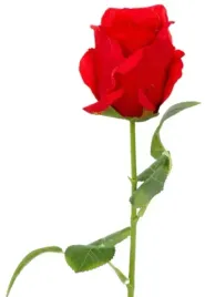 roza-czerwona-galazka-wiosna-roze-walentynki-47-cm