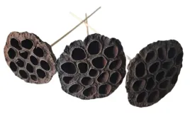 lotos-naturalny-na-patyku-3-sztuki-lotosy-na-patyku-8-10-cm-susz-egzotyczny