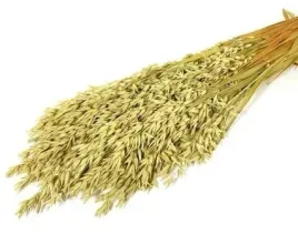 owies-naturalny-peczek-40-cm-krajowy-zboze-suszone-na-dozynki-korona-zniwna