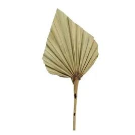 wachlarz-palm-spear-strzalka-7-12-cm-susz-egzotycz