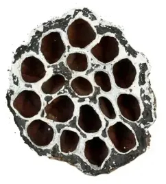 lotos-bielony-wybielany-naturalny-lotosy-8-11-cm