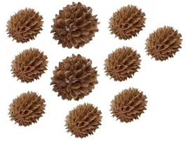 szyszka-casurina-naturalna-szyszki-10-sztuk-dekor