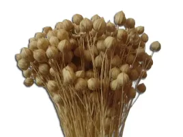 len-naturalny-40-cm-krajowy-suszony-susz-naturalny-na-dozynki-korone-zniwna