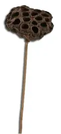 lotos-naturalny-na-patyku-8-11-cm-susz-egzotyczny