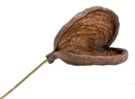 badam-serca-na-patyku-6-12-cm-susz-egzotyczny-hit