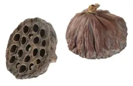 lotos-naturalny-kwiat-3-5-cm-susz-egzotyczny-2szt