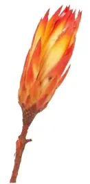 kwiat-protea-lakierowana-czerwona-susz-egzotyczny