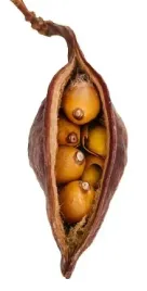 brachytion-groch-strak-susz-egzotyczny-mega-dekor
