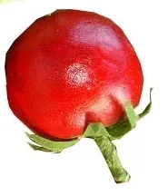 pomidorki-koktajlowe-do-dekoracji-pomidory-2xkolor
