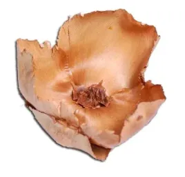 palmbluete-naturalny-susz-egzotyczny-super-dekor