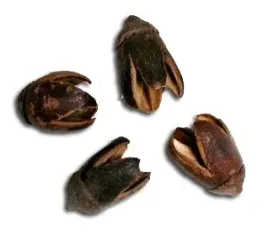 bakumi-lupiny-naturalne-4-szt-susz-egzotyczny-hit