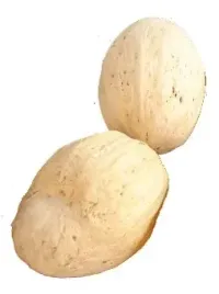 amra-orzech-dekor-susz-egzotyczny-okazja-4xkolor