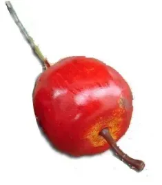 jablko-czerwone-35-cm-jablka-duze-sztuczny-owoc