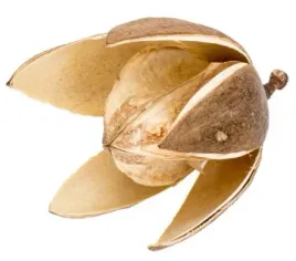 susz-egzotyczny-lilia-lilie-naturalna-duzy-kwiat