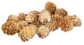 szyszka-modrzewiowa-szyszki-modrzew-naturalna-4szt