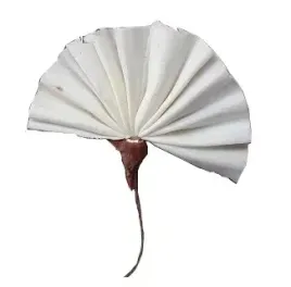 shola-sola-fan-wachlarz-drut-szola-susz-egzotyczny
