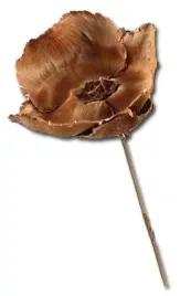 palmbluete-naturalny-na-patyku-susz-egzotyczny-palm-cup