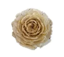 roza-cedrowa-wybielana-roze-cedrowe-wybielane-susz