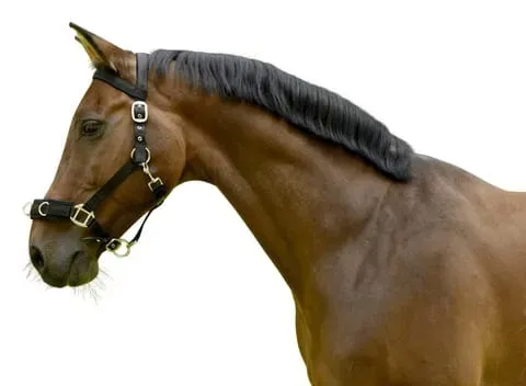 kawecan-kerbl-plastic-czarny-full