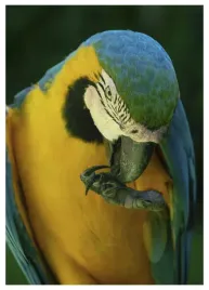 plakat-a4-21x30-w-ramie-tmp-papuga-07