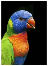 plakat-a3-30x40-w-ramie-tmp-papuga-03
