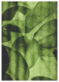 plakat-a3-30x40-w-ramie-tmp-liscie-04