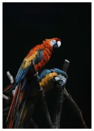 plakat-a3-30x40-w-ramie-tmp-papuga-04