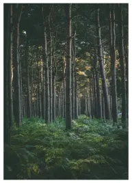 plakat-a3-30x40-w-ramie-tmp-las-07