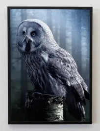 plakat-a3-30x40-w-ramie-jmp-zwierzeta-lesne-12