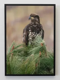 plakat-a3-30x40-w-ramie-jmp-zwierzeta-lesne-06