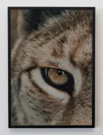plakat-a3-30x40-w-ramie-jmp-zwierzeta-lesne-04