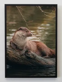 plakat-a3-30x40-w-ramie-jmp-zwierzeta-lesne-03