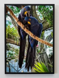 plakat-a3-30x40-w-ramie-jmp-ptaki-06